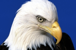 Noble Lead Bald Eagle5529611636